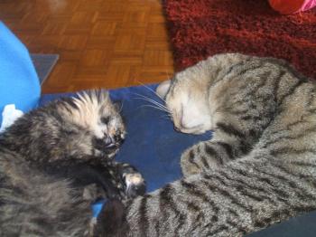 b Bild von Balu