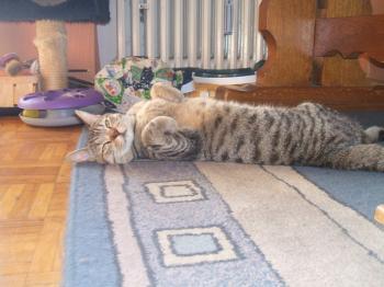 b Bild von Balu