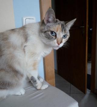 s Bild von Suki