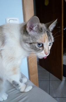 s Bild von Suki