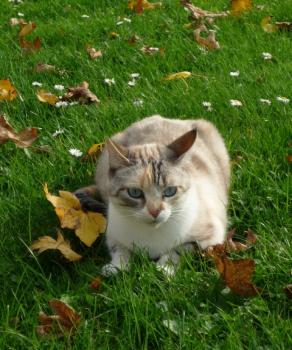 s Bild von Suki