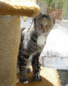 s Bild von Silwa