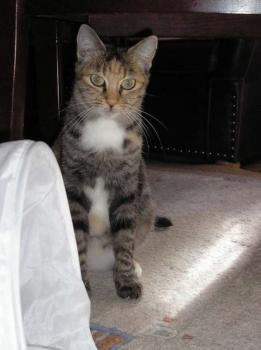 s Bild von Silwa