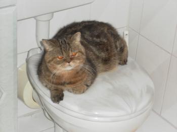 m Bild von Maya