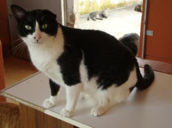 g Bild von Gatito