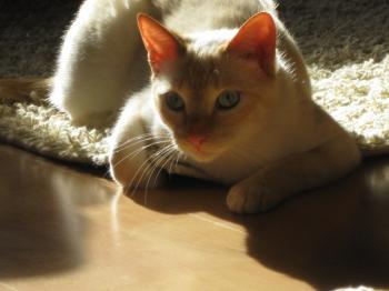 k Bild von Kuga