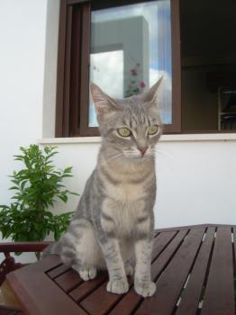 g Bild von Grisia - Wapi