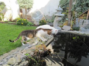t Bild von Tommy