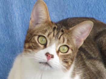 h Bild von Hansel