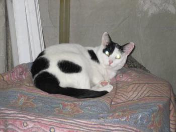 o Bild von Osita
