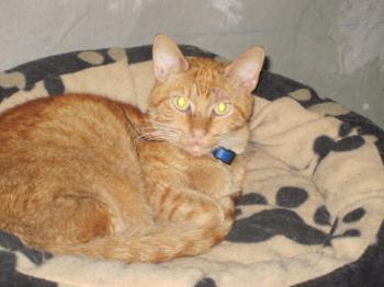 h Bild von Henry