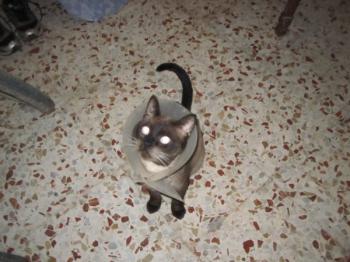 l Bild von Lindo