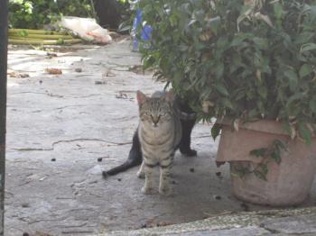 p Bild von Pomela