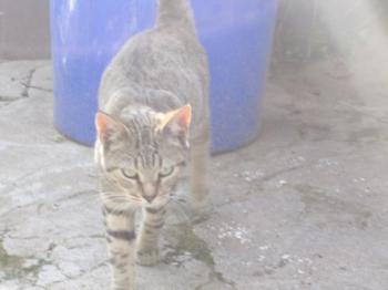 p Bild von Pomela