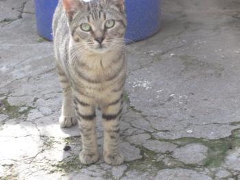 p Bild von Pomela