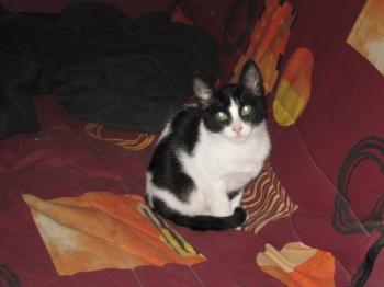 c Bild von Chino