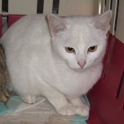 o Bild von Pan Tau