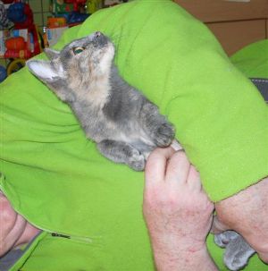 n Bild von Niska