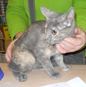 n Bild von Niska
