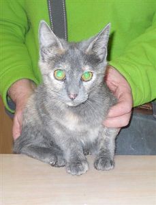 n Bild von Niska