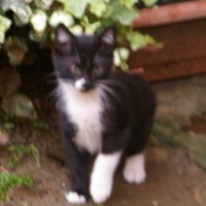 Bild von Poke