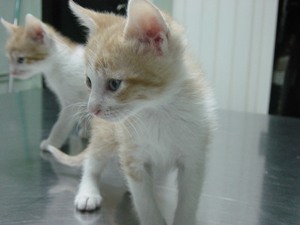 o Bild von Odin