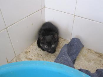 o Bild von Batman
