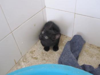 o Bild von Batman