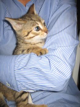 v Bild von Violeta