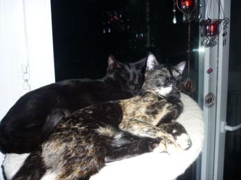 Bild von Mogly