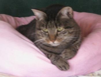 Bild von Cutie Pie