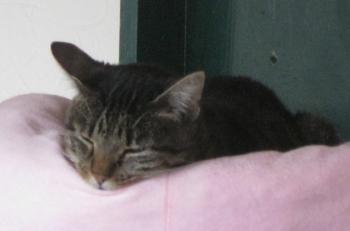 Bild von Cutie Pie