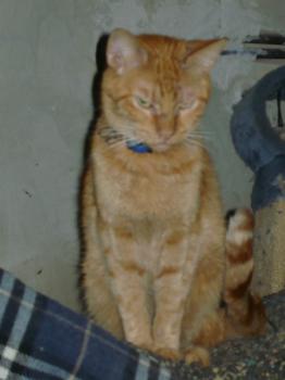 h Bild von Henry