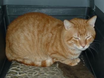 r Bild von Rubio