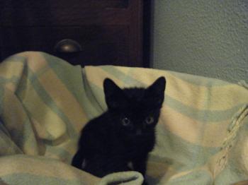 o Bild von Batman