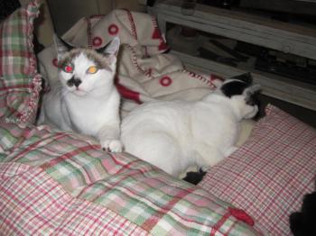 c Bild von Casper