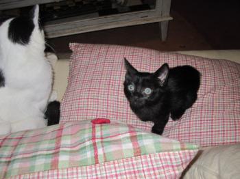 b Bild von Batman