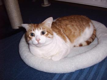 m Bild von Milow