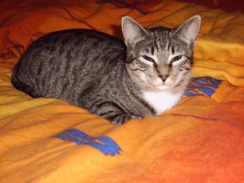 p Bild von Picara