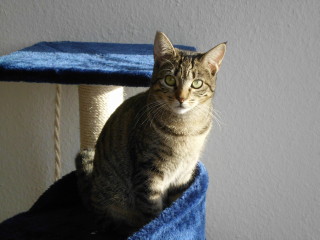m Bild von Mistica