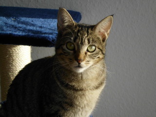 m Bild von Mistica