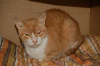 Bild von Kimi