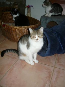 x Bild von Xiba