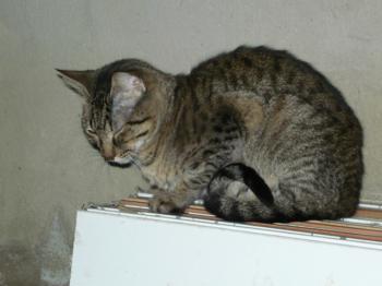 Bild von Kimmi
