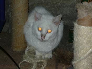 r Bild von Rico