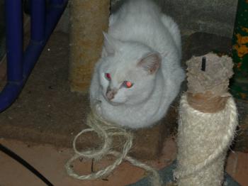 r Bild von Rico