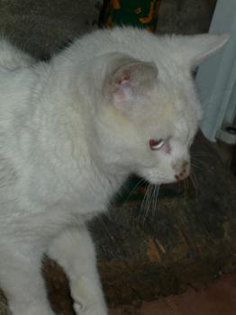 r Bild von Rico
