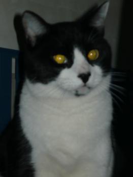 Bild von Snoopy