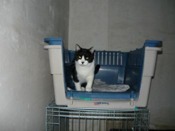 Bild von Snoopy