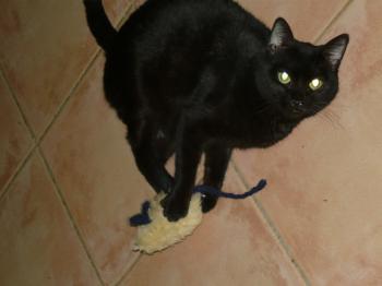 m Bild von Mandarina